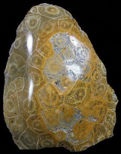 Polished Fossil Coral Head - Morocco #60020